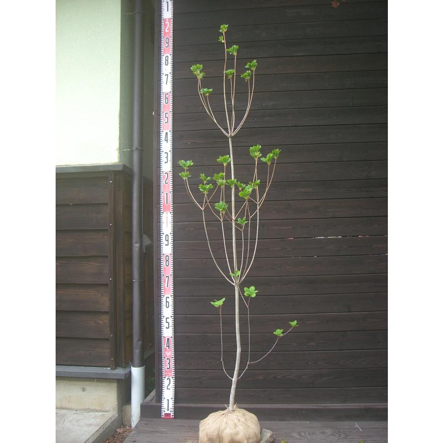 サラサドウダンツツジ : 横の植木屋さん - 通販 - Yahoo!ショッピング
