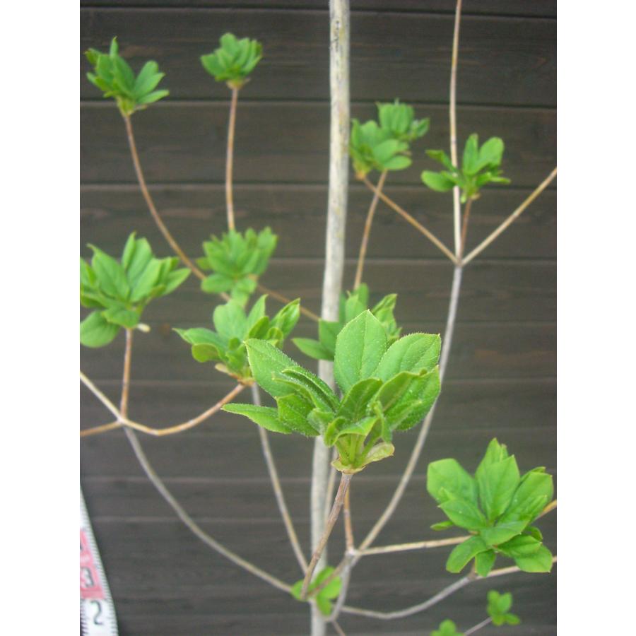 サラサドウダンツツジ : 横の植木屋さん - 通販 - Yahoo!ショッピング