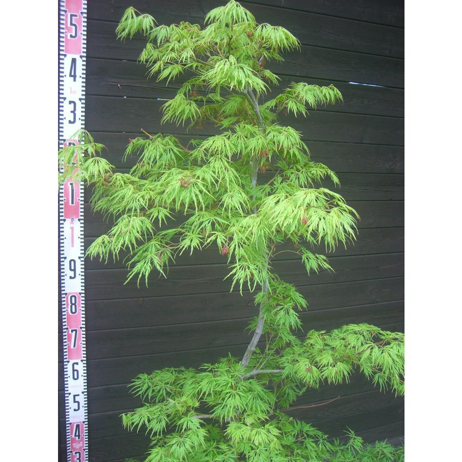 もみじ アオシダレ 大株 : 横の植木屋さん - 通販 - Yahoo!ショッピング
