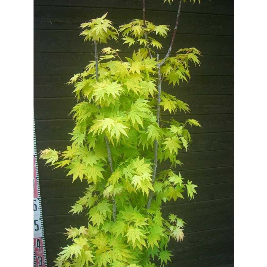 オオイタヤメイゲツ/ジョーダン【現品発送】管理80333 オオイタヤメイゲツ・ジョーダン : 横の植木屋さん - 通販 - Yahoo