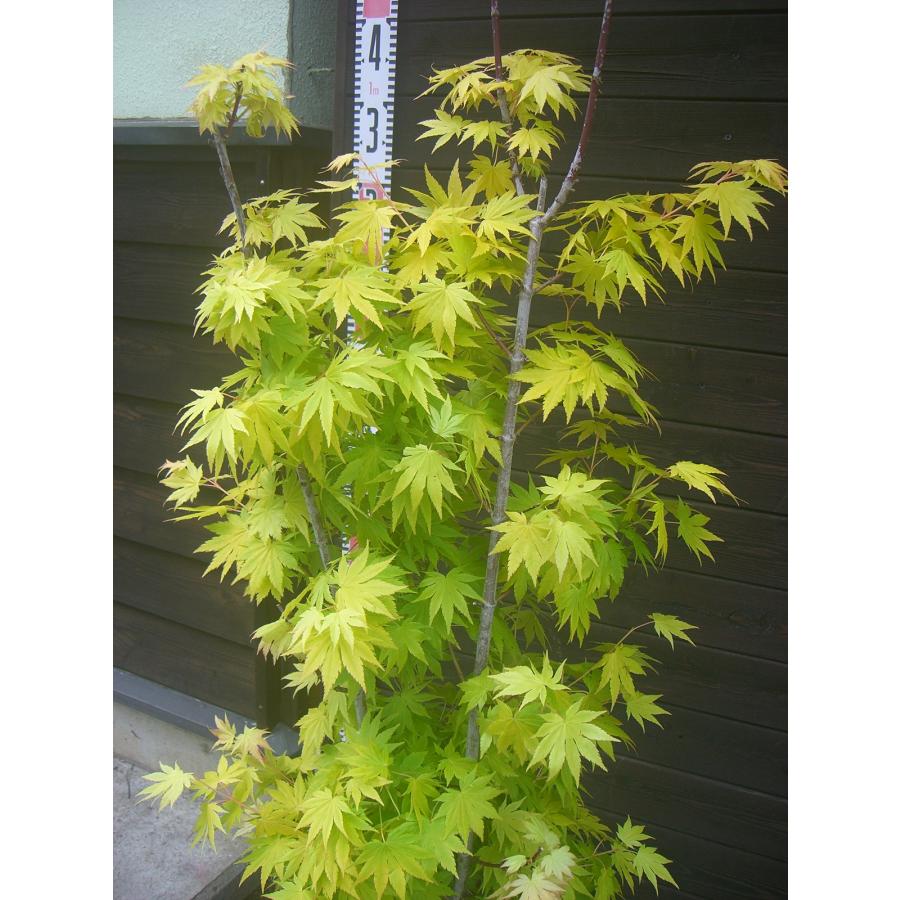 オオイタヤメイゲツ/ジョーダン【現品発送】管理80333 オオイタヤメイゲツ・ジョーダン : 横の植木屋さん - 通販 - Yahoo