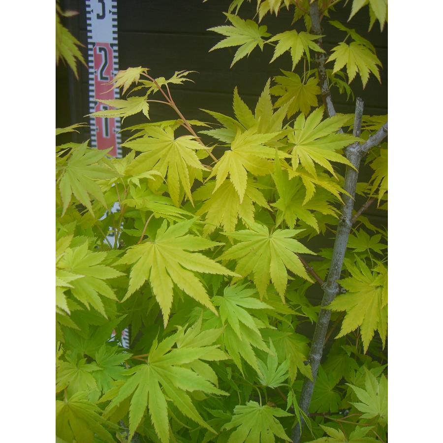 オオイタヤメイゲツ・ジョーダン : 横の植木屋さん - 通販 - Yahoo