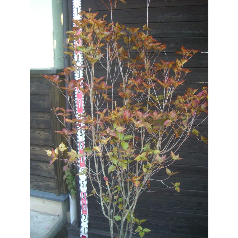 ミツバツツジ　大株立 