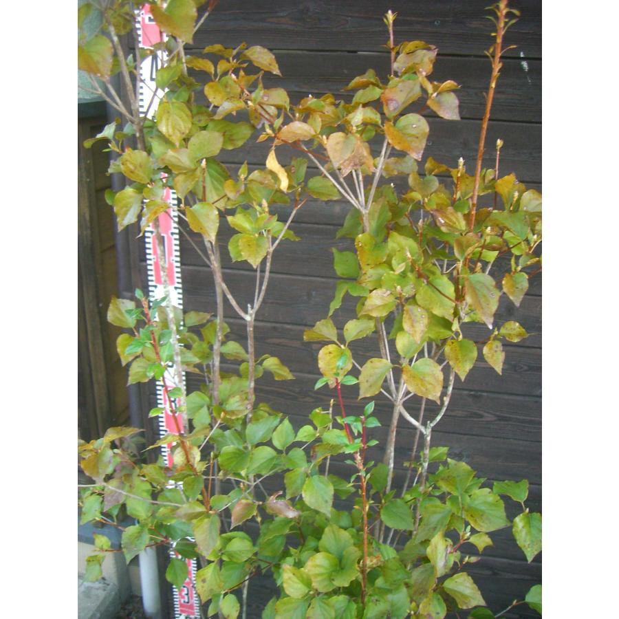 ミツバツツジ　大株立 