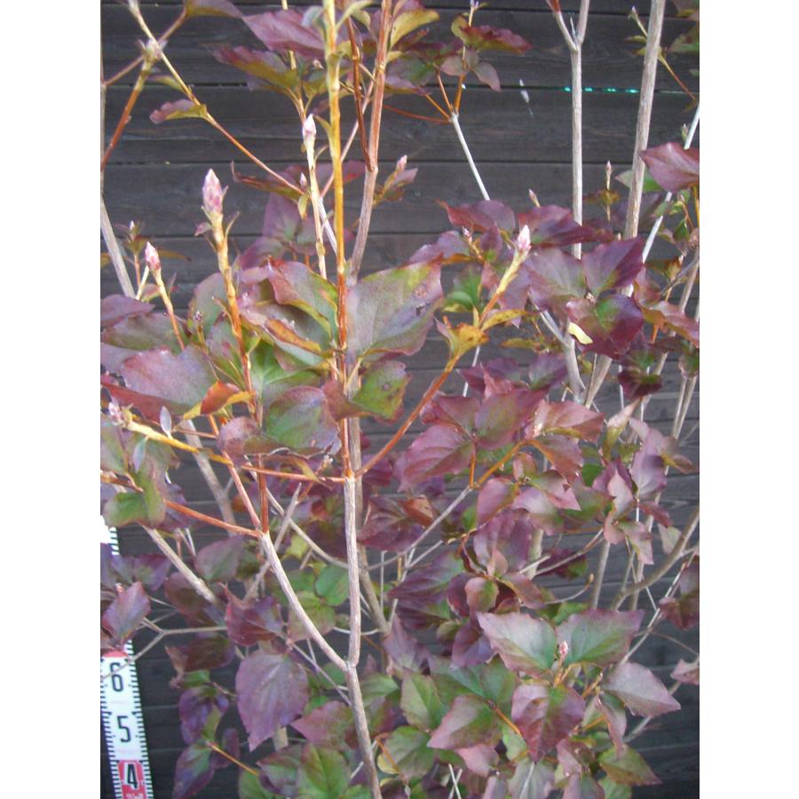 ミツバツツジ　大株立 