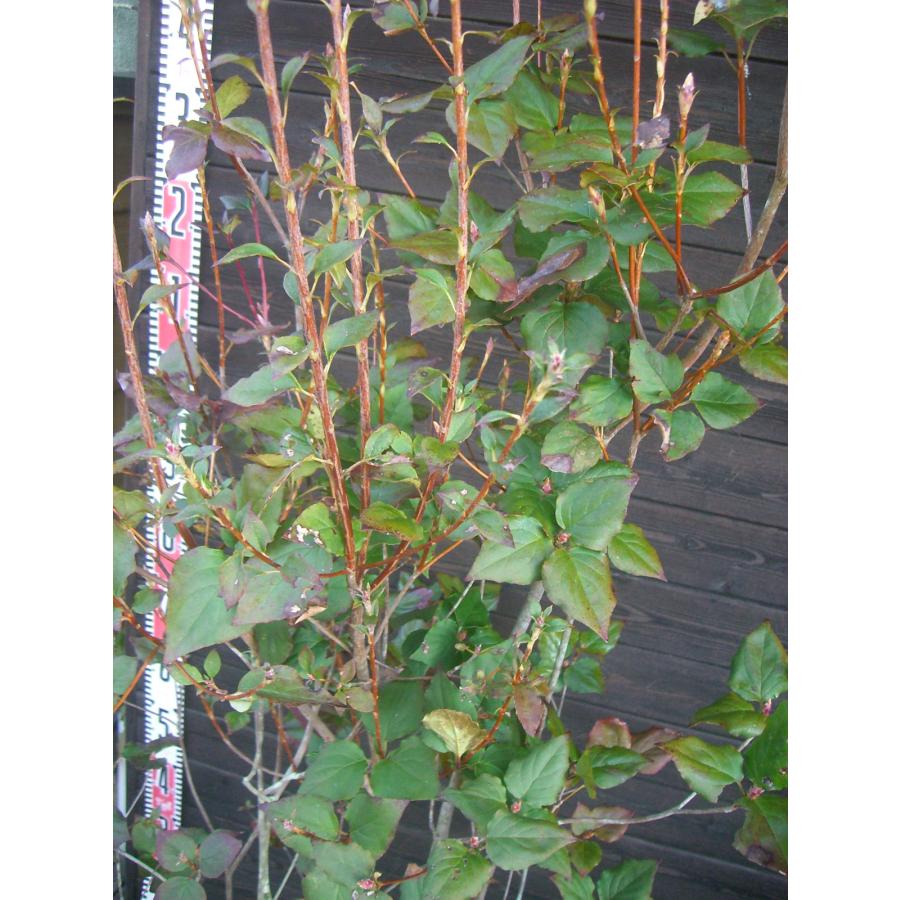 ミツバツツジ　大株立 