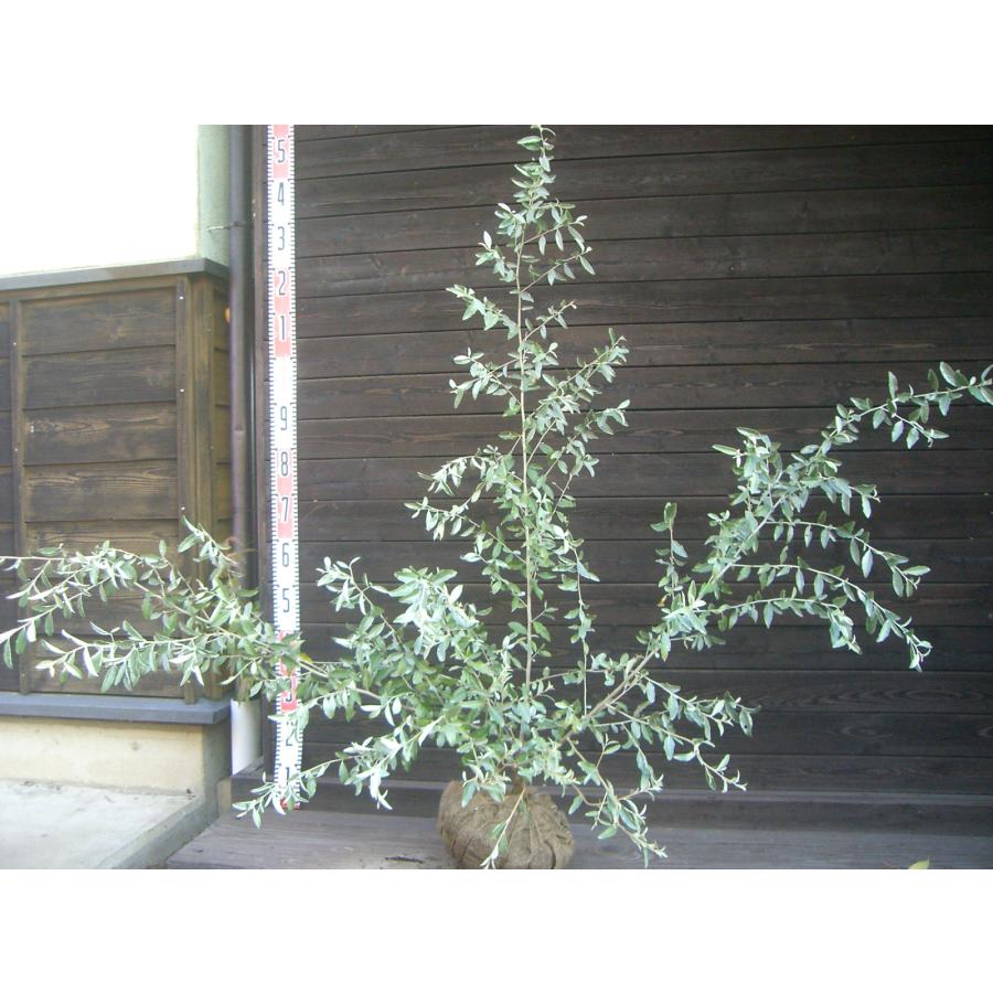 ロシアンオリーブ : 横の植木屋さん - 通販 - Yahoo!ショッピング