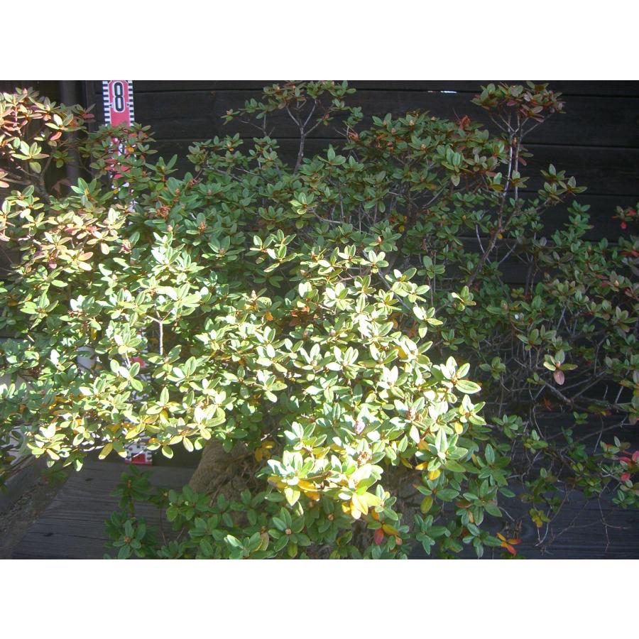 ラマポ　大株　石楠花 