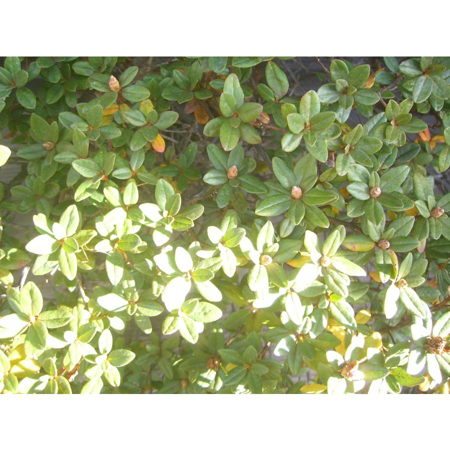 ラマポ　大株　石楠花 