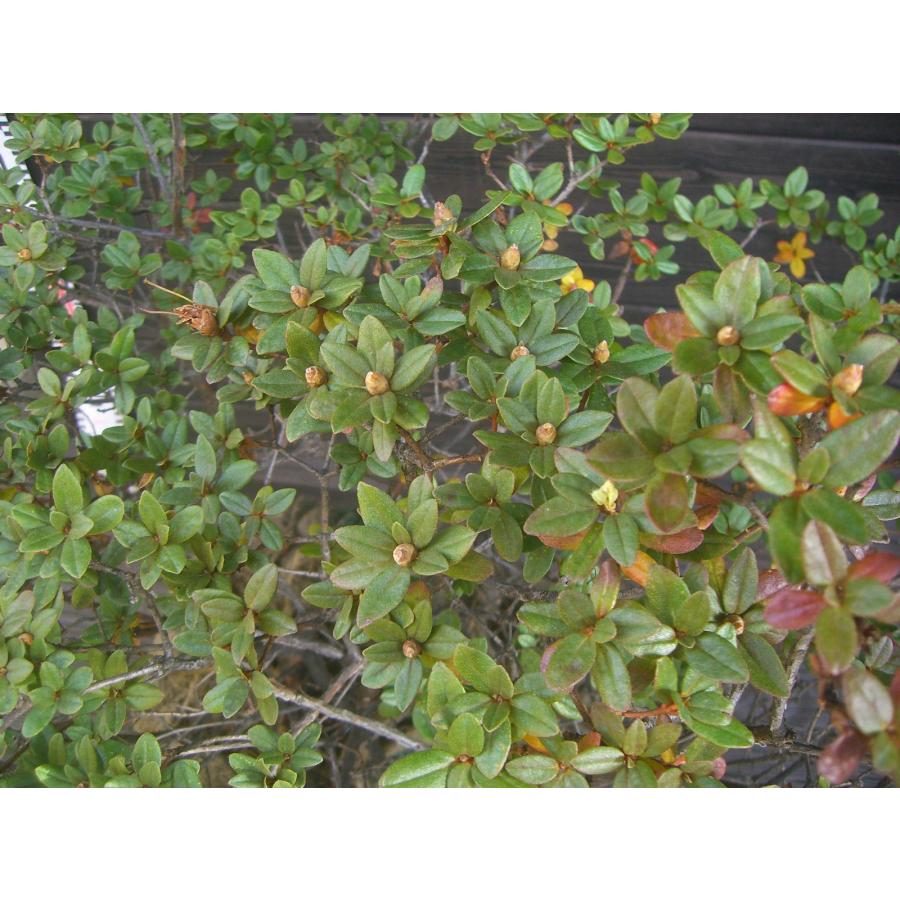 ラマポ　大株　石楠花 