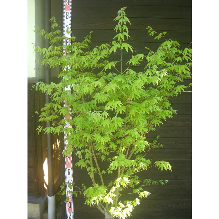 ヤマモミジ/大株【現品発送】管理80450 ヤマモミジ 大株 : 横の植木屋さん - 通販 - Yahoo!ショッピング