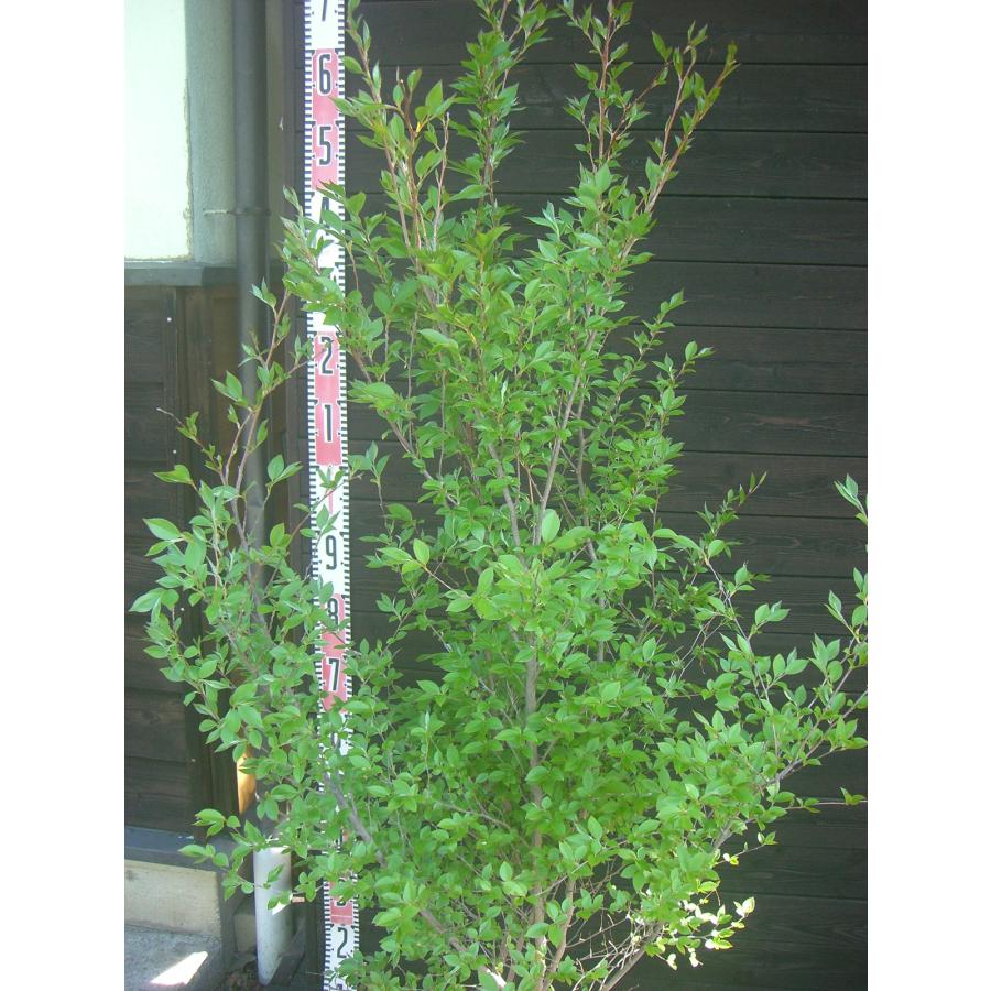 ヒメシャラ 大株立 : 横の植木屋さん - 通販 - Yahoo!ショッピング