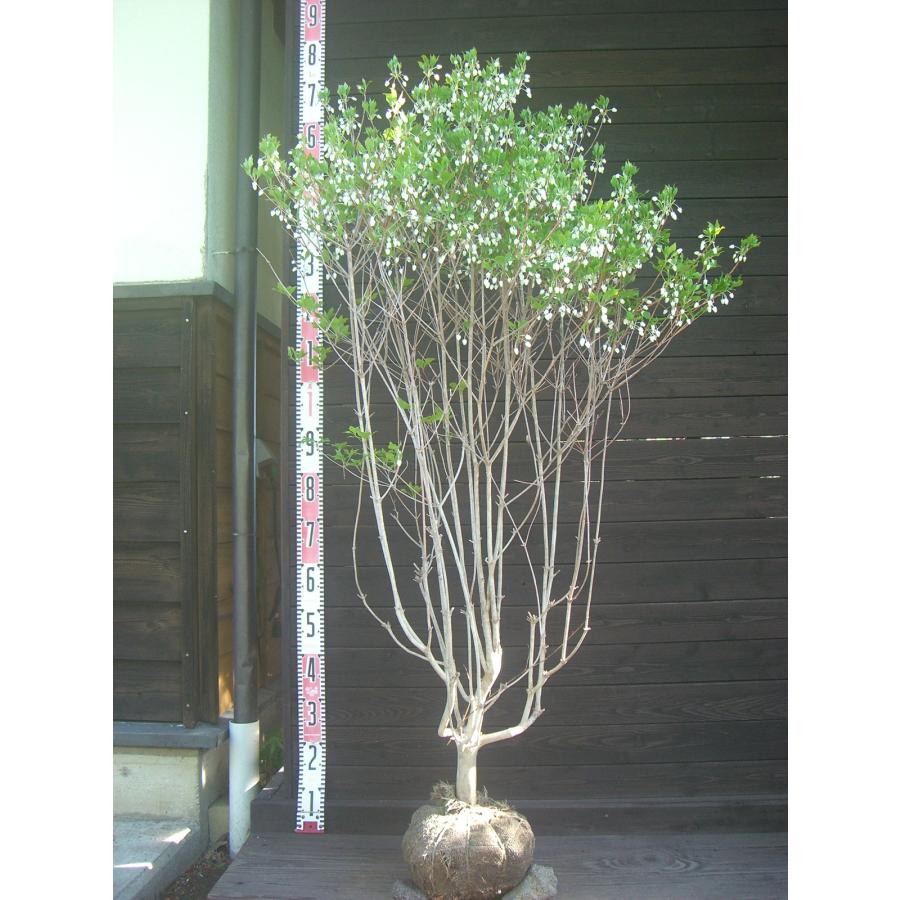 ドウダンツツジ 大株 : 横の植木屋さん - 通販 - Yahoo!ショッピング
