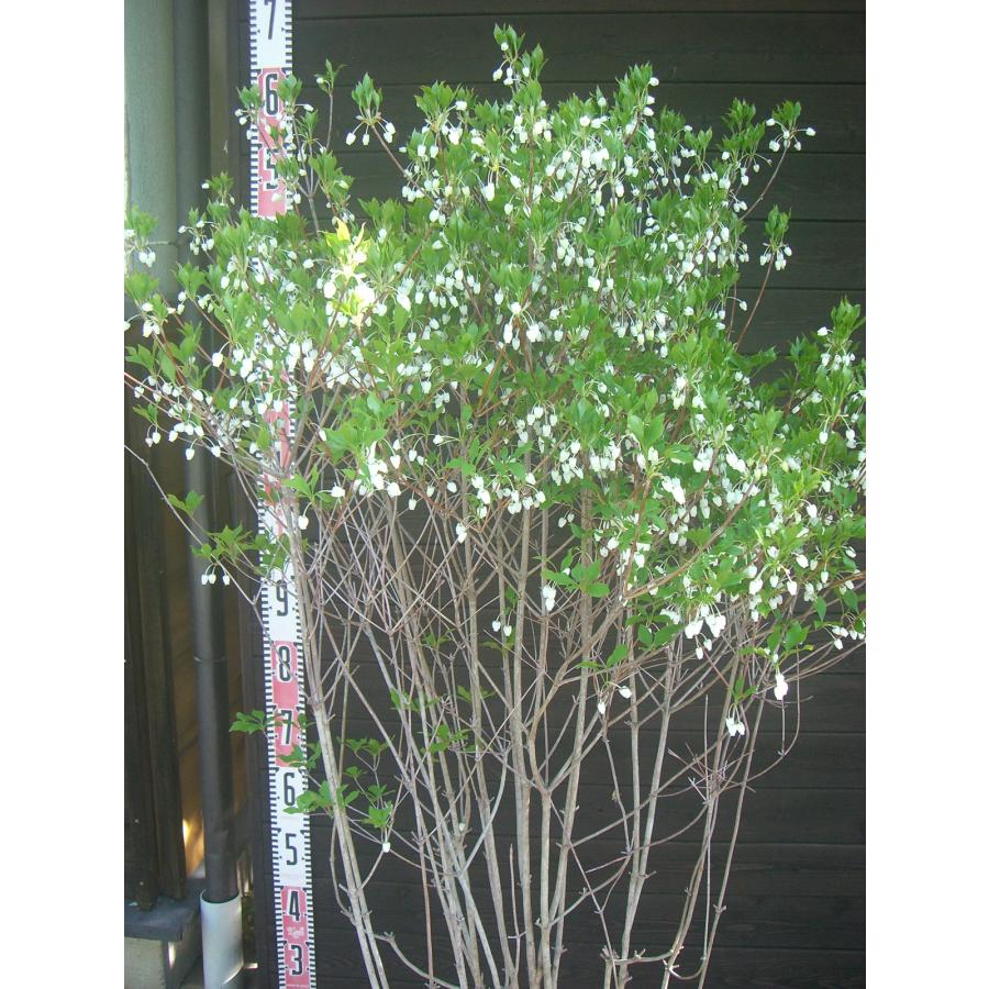 ドウダンツツジ/大株【現品発送】管理80093 ドウダンツツジ 大株 : 横の植木屋さん - 通販 - Yahoo!ショッピング