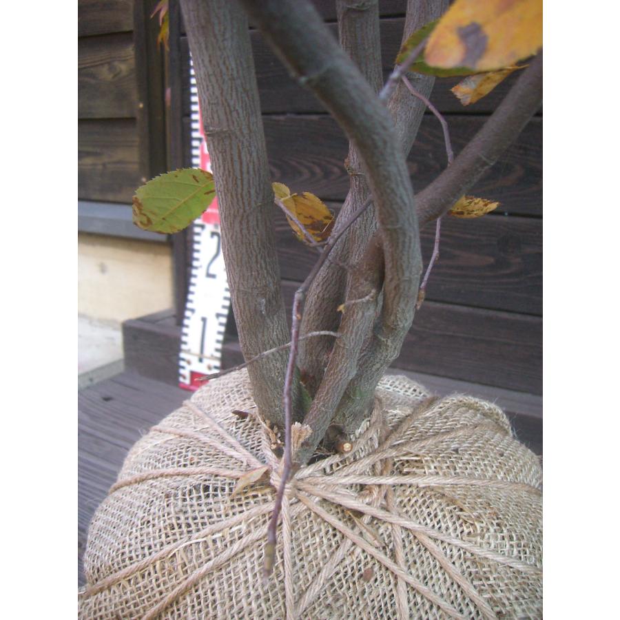 ジューンベリー 【ラマルキー】　大株立 ラマルキー