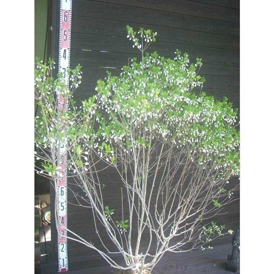 ドウダンツツジ 大株 : 横の植木屋さん - 通販 - Yahoo!ショッピング