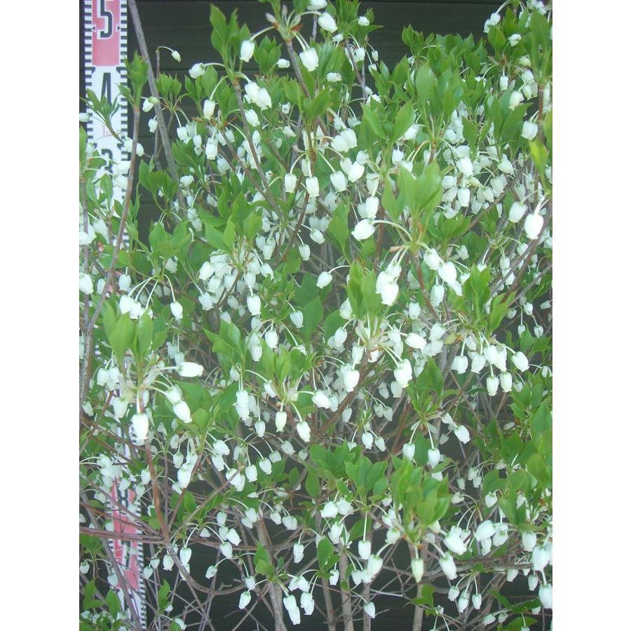 ドウダンツツジ　大株　【品番3635】 ドウダンツツジ 大株 : 横の植木屋さん - 通販 - Yahoo!ショッピング