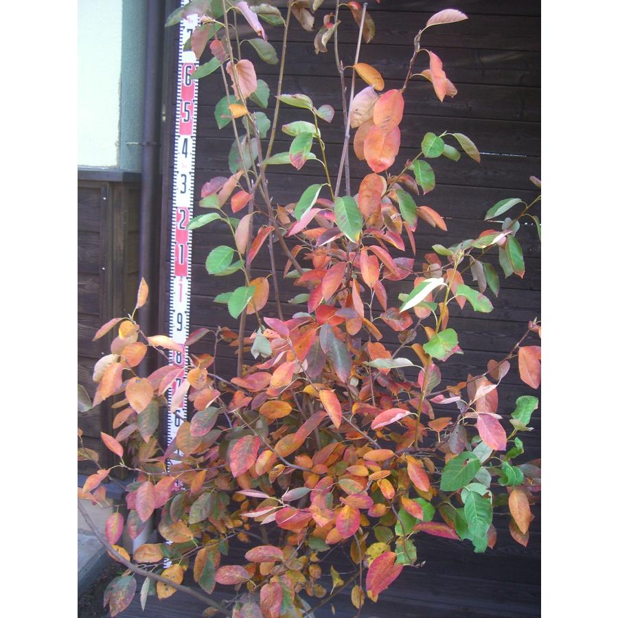 ジューンベリー 【ラマルキー】　大株立 ラマルキー