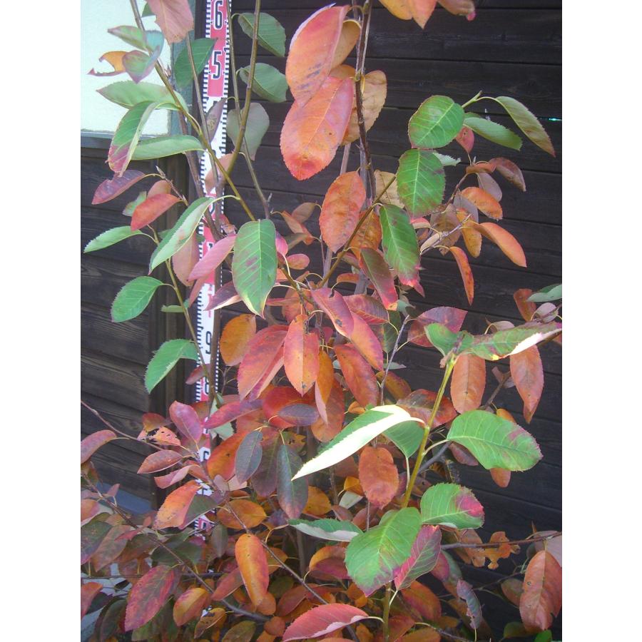 ジューンベリー 【ラマルキー】　大株立 ラマルキー