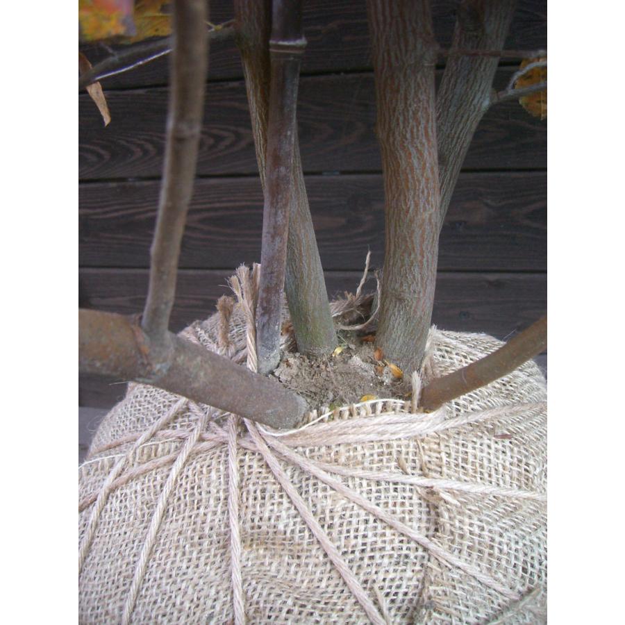 ジューンベリー 【ラマルキー】　大株立 ラマルキー