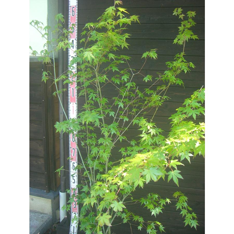 ヤマモミジ 株立 : 横の植木屋さん - 通販 - Yahoo!ショッピング