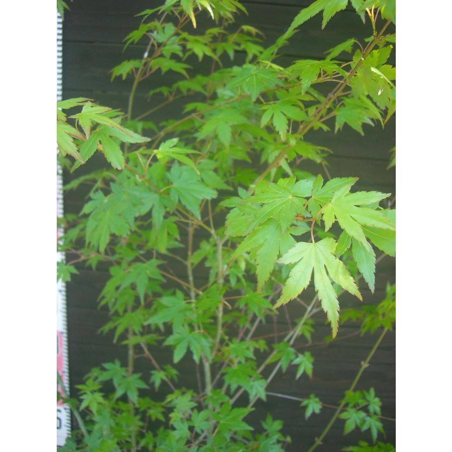 ヤマモミジ 株立 : 横の植木屋さん - 通販 - Yahoo!ショッピング