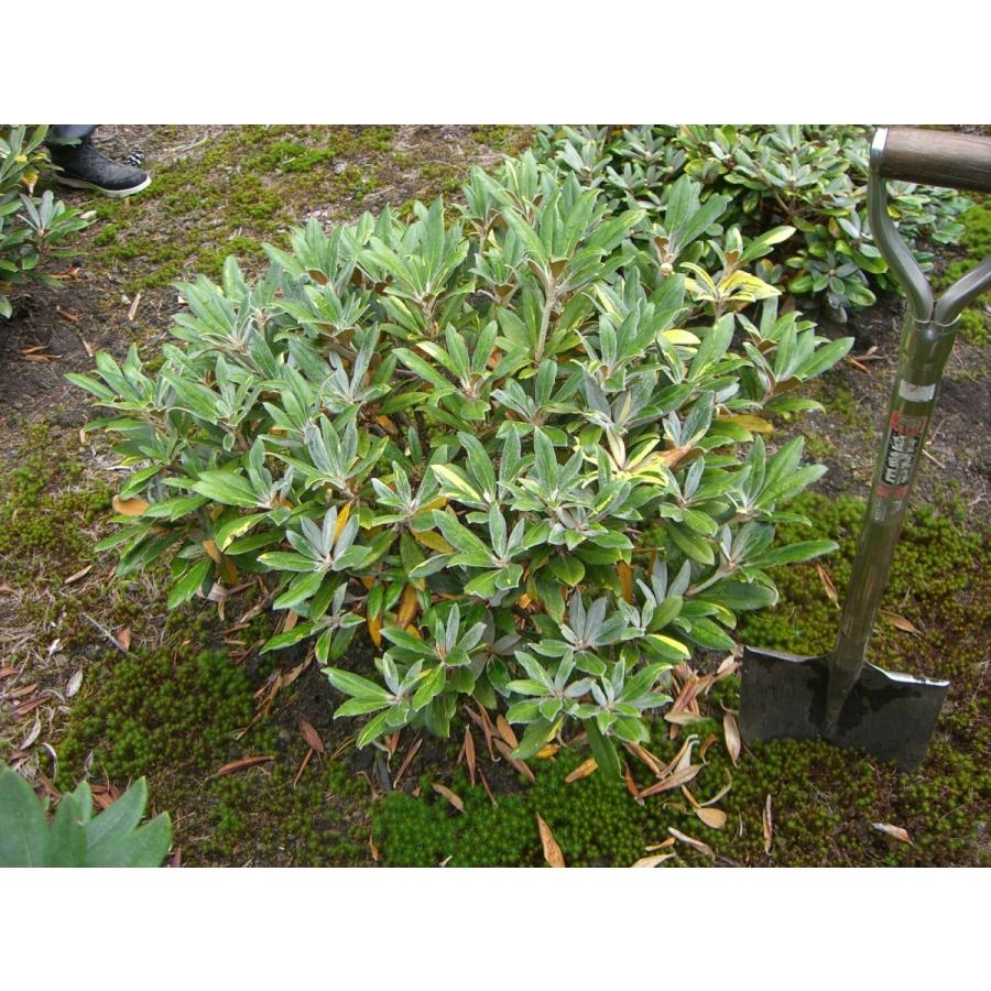 斑入り ヤクシマシャクナゲ ヤクシマシャクナゲ 常緑樹 大株 花 ガーデニング 506 横の植木屋さん