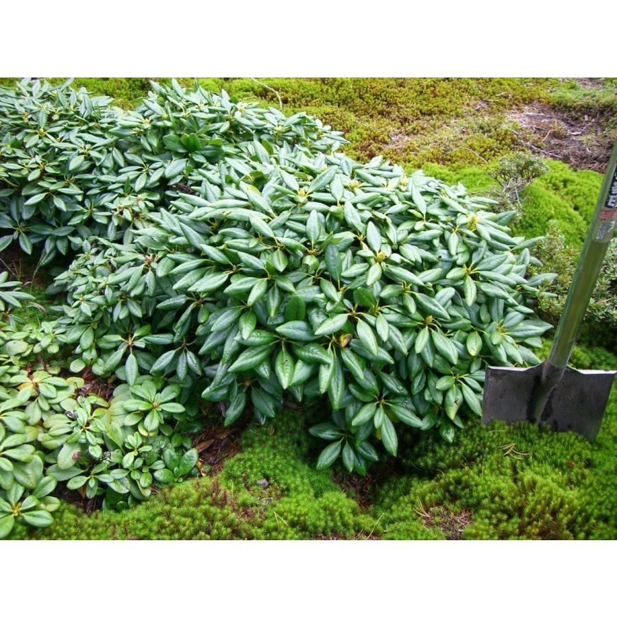 希少立性・キバナシャクナゲ　大株(25398円)