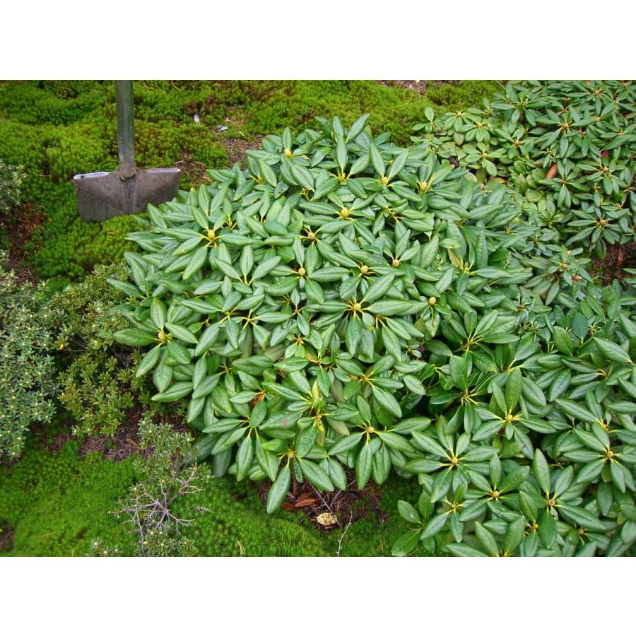 希少立性・キバナシャクナゲ　大株 