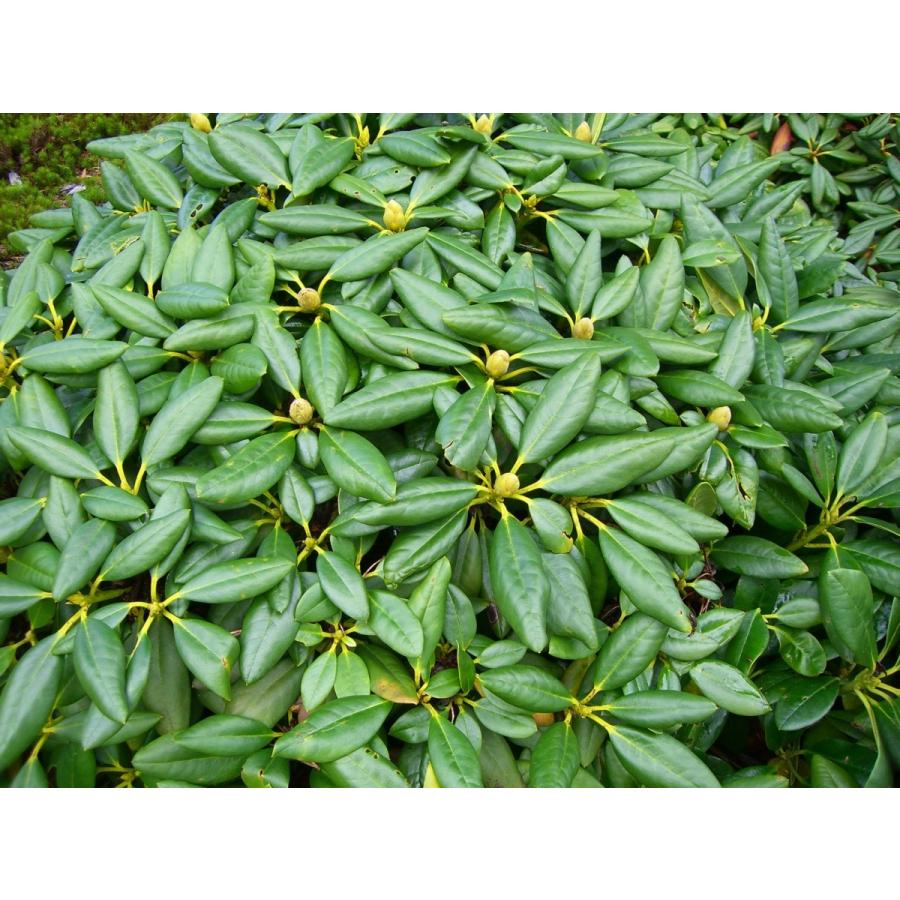 希少立性・キバナシャクナゲ　大株 