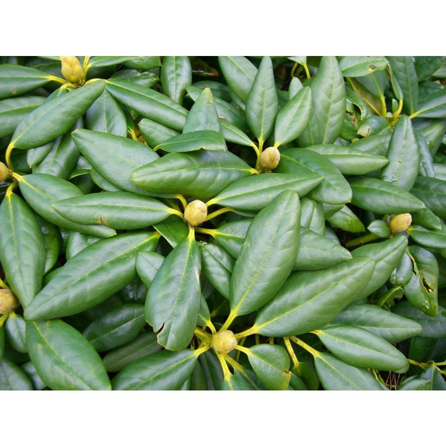 希少立性・キバナシャクナゲ　大株 