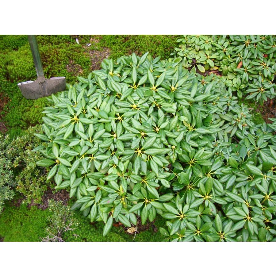 希少立性・キバナシャクナゲ　大株 