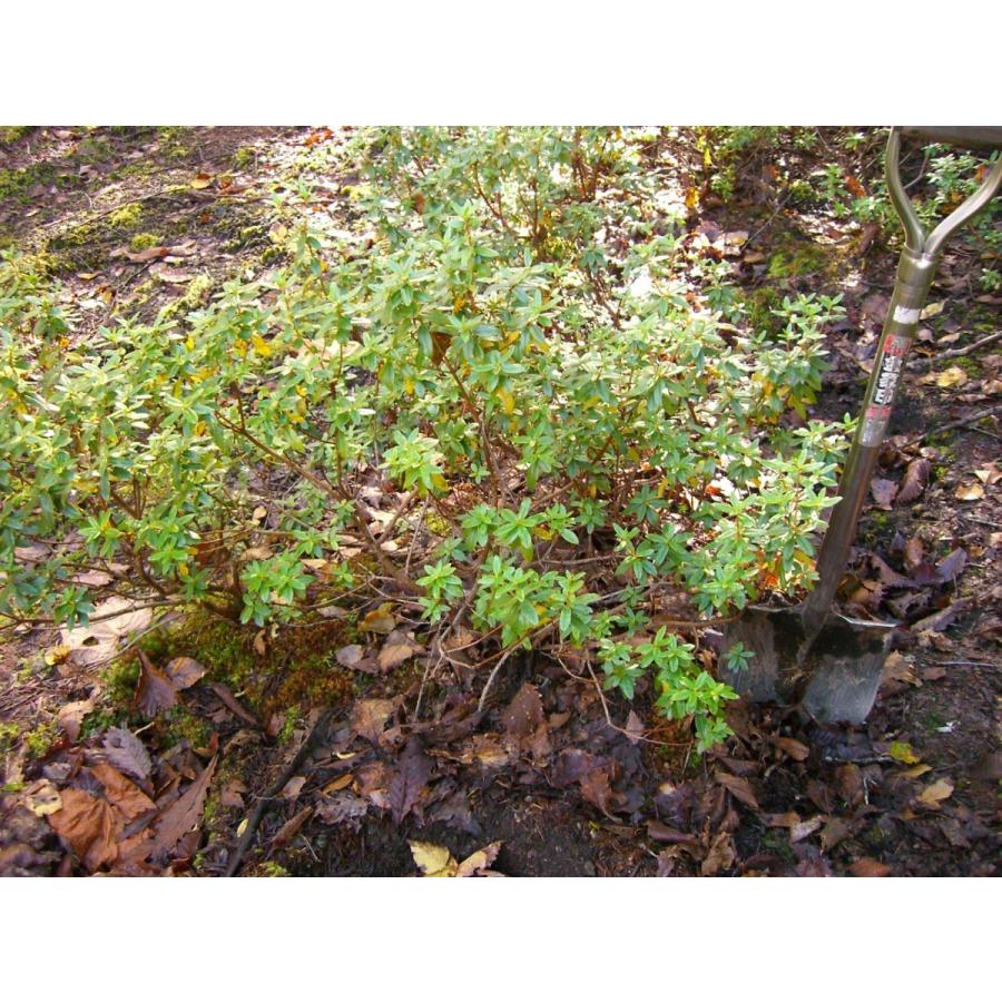 希少原種・ブルーダイヤモンド 大株