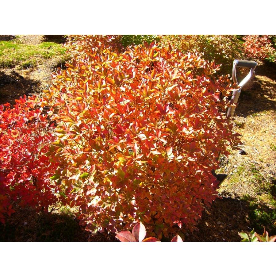 アカヤシオツツジ　大株 