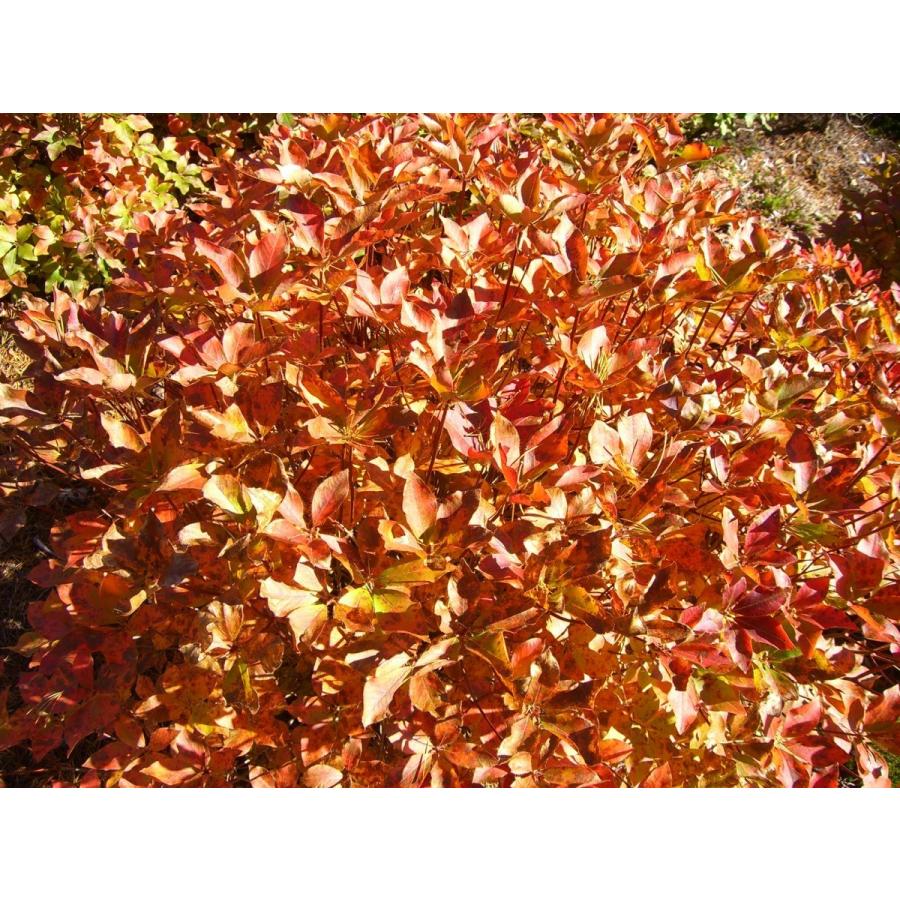 アカヤシオツツジ　大株 