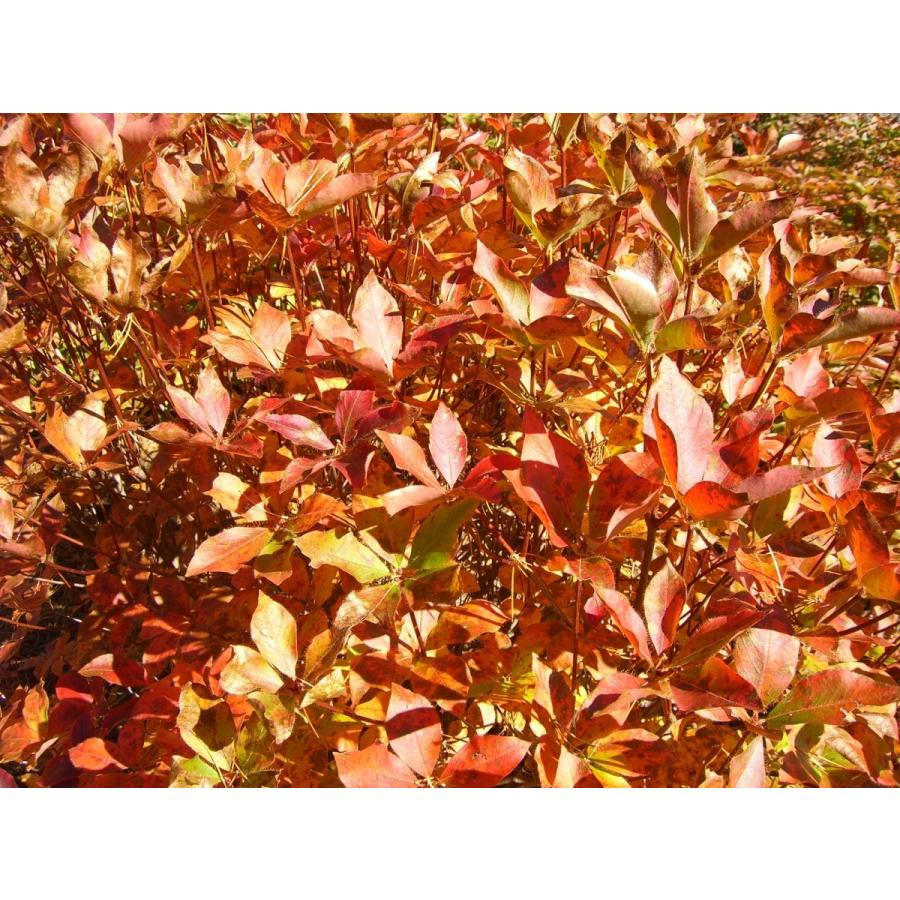 アカヤシオツツジ　大株 