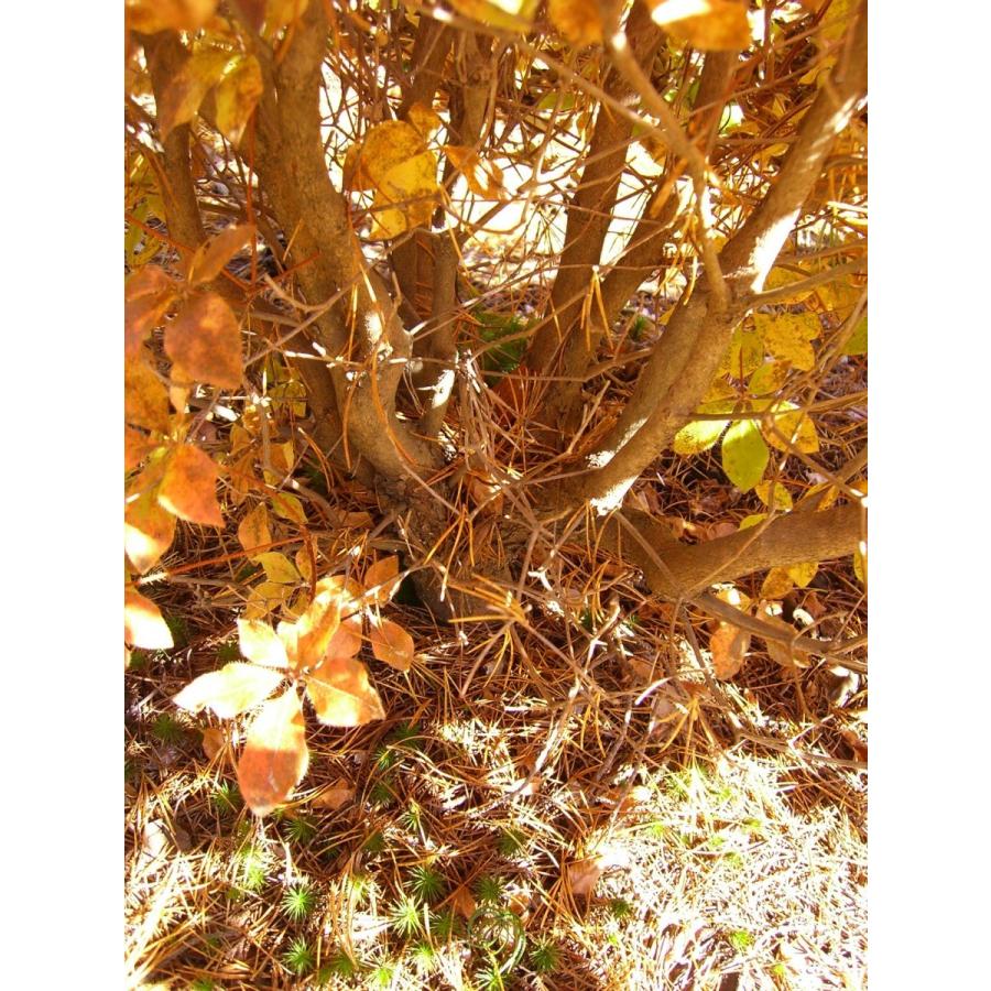 アカヤシオツツジ　大株 