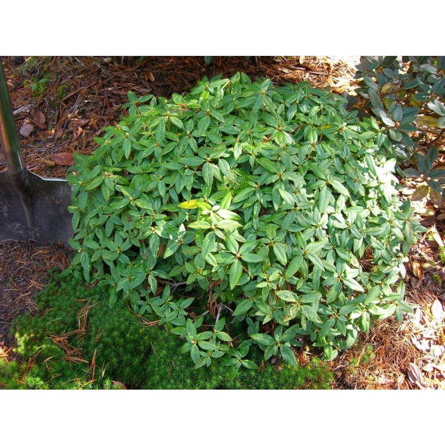 斑入り ヤクシマハイヒカゲツツジ 大株 530 横の植木屋さん 通販 Yahoo ショッピング