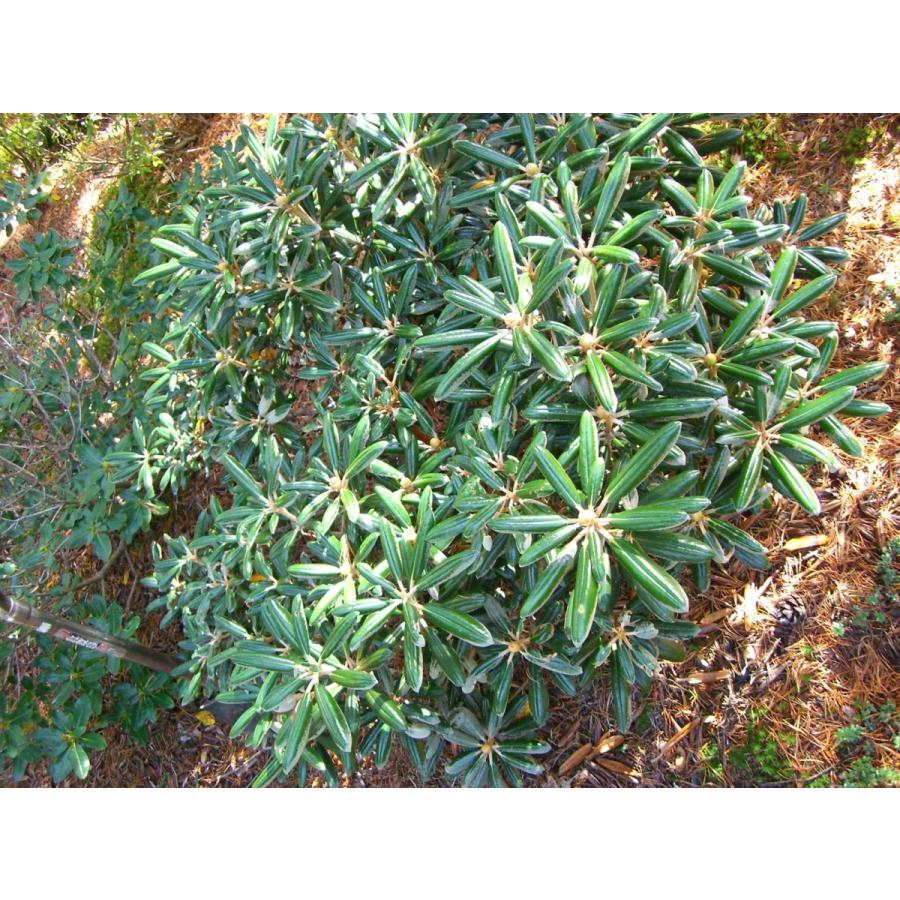 ヤクシマシャクナゲ/大株【現品発送】管理70648 ヤクシマシャクナゲ/大