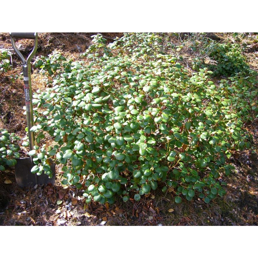 原種シャクナゲ R.williamsianum 特大株(27508円)