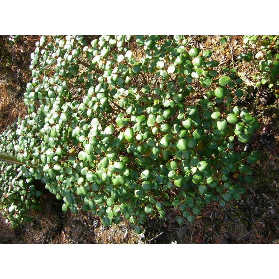 【売り切りお値下げ】 原種シャクナゲ R.williamsianum 特大株 【7541241860】(27508円)