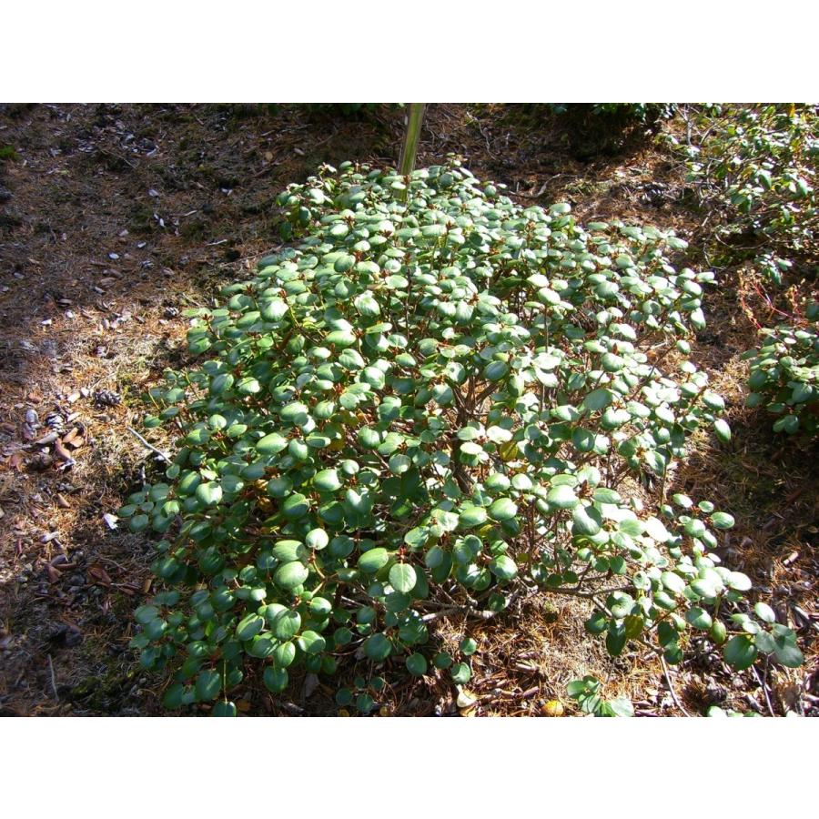 【売り切りお値下げ】 原種シャクナゲ R.williamsianum 特大株 【7541241860】(27508円)