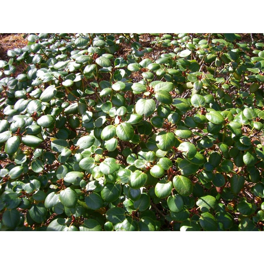 【売り切りお値下げ】 原種シャクナゲ R.williamsianum 特大株 【7541241860】(27508円)