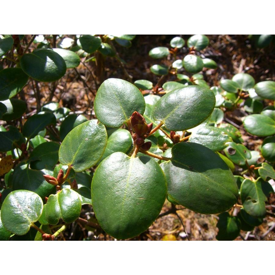 【売り切りお値下げ】 原種シャクナゲ R.williamsianum 特大株 【7541241860】(27508円)