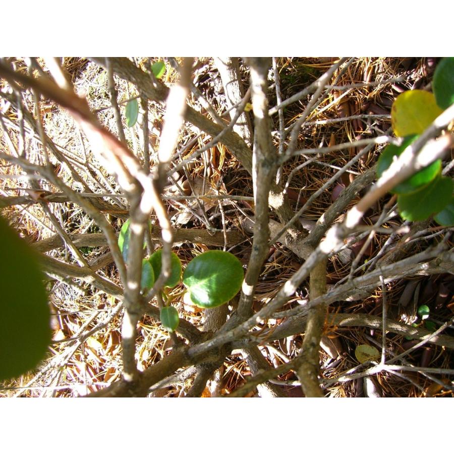 【売り切りお値下げ】 原種シャクナゲ R.williamsianum 特大株 【7541241860】(27508円)