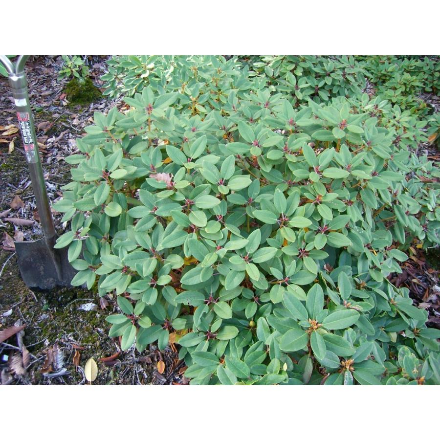 ニイタカシャクナゲ 特大株