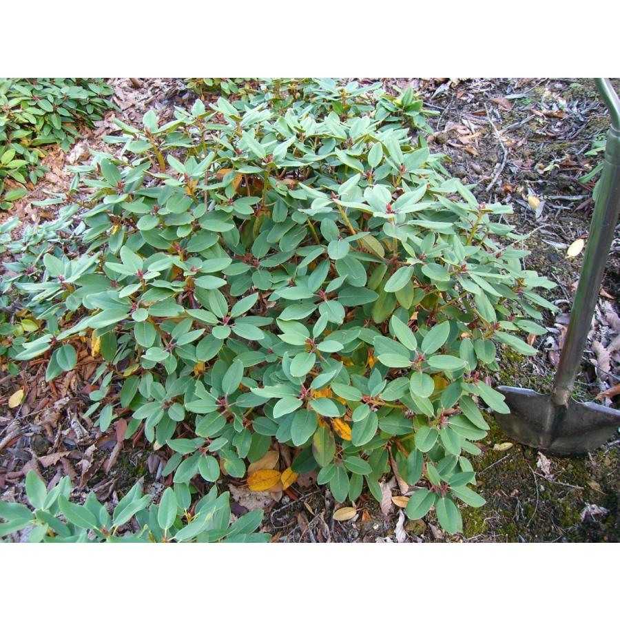 【新品】 ニイタカシャクナゲ 特大株 【7213359469】(26312円)