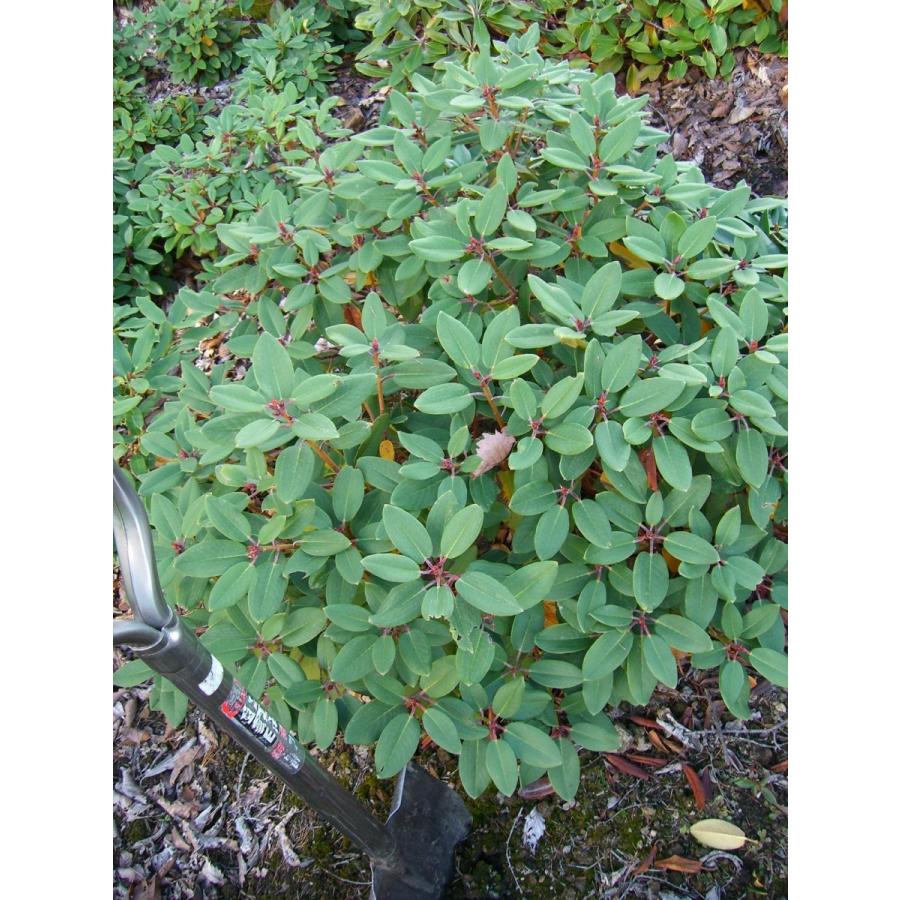 【新品】 ニイタカシャクナゲ 特大株 【7213359469】(26312円)