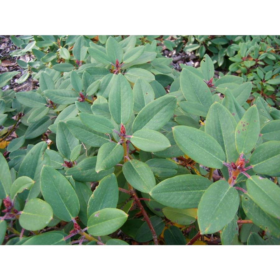 【新品】 ニイタカシャクナゲ 特大株 【7213359469】(26312円)