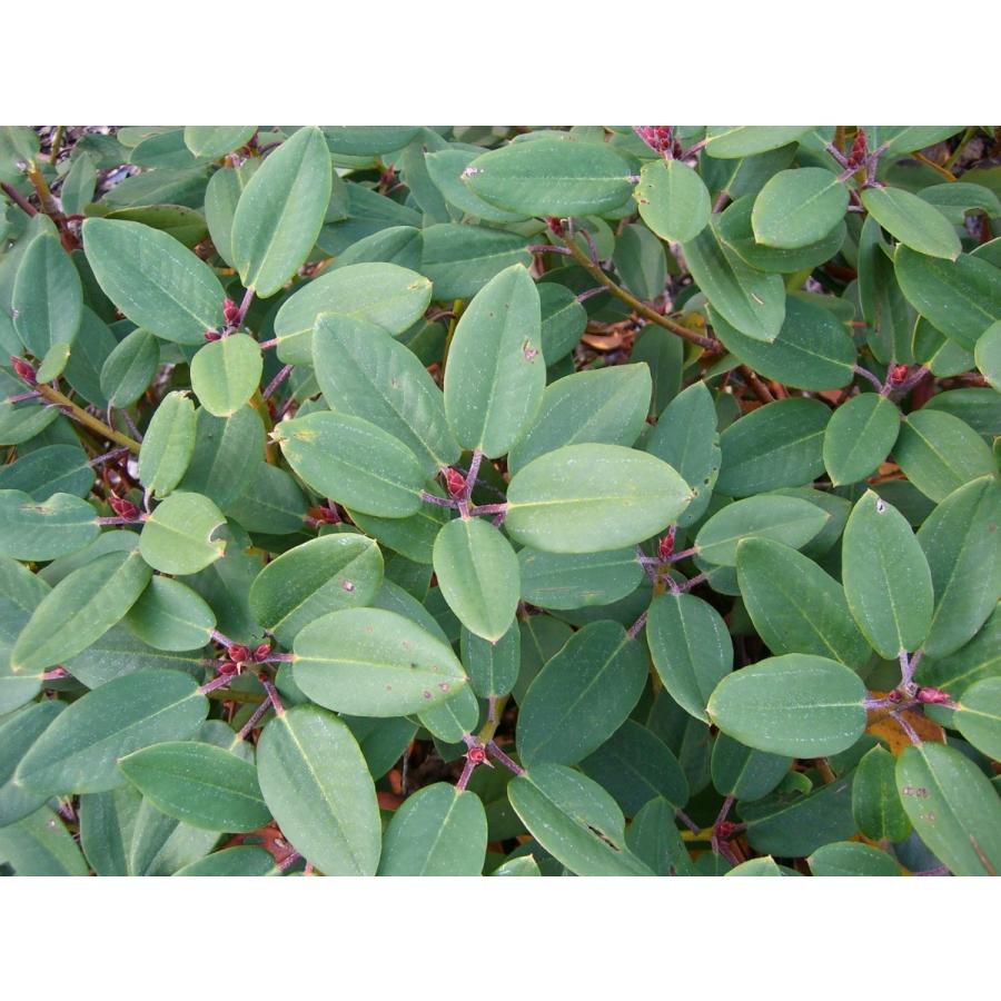 【新品】 ニイタカシャクナゲ 特大株 【7213359469】(26312円)